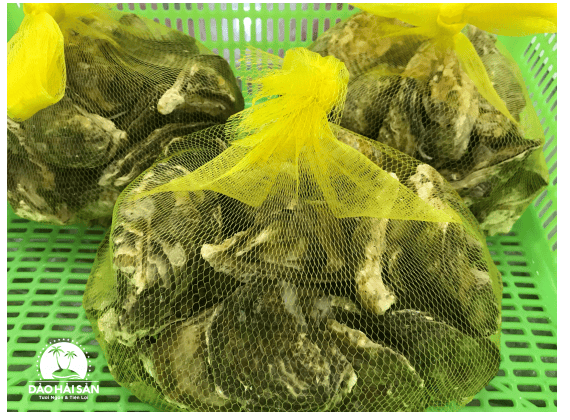 Công ty TNHH Chuối Hột